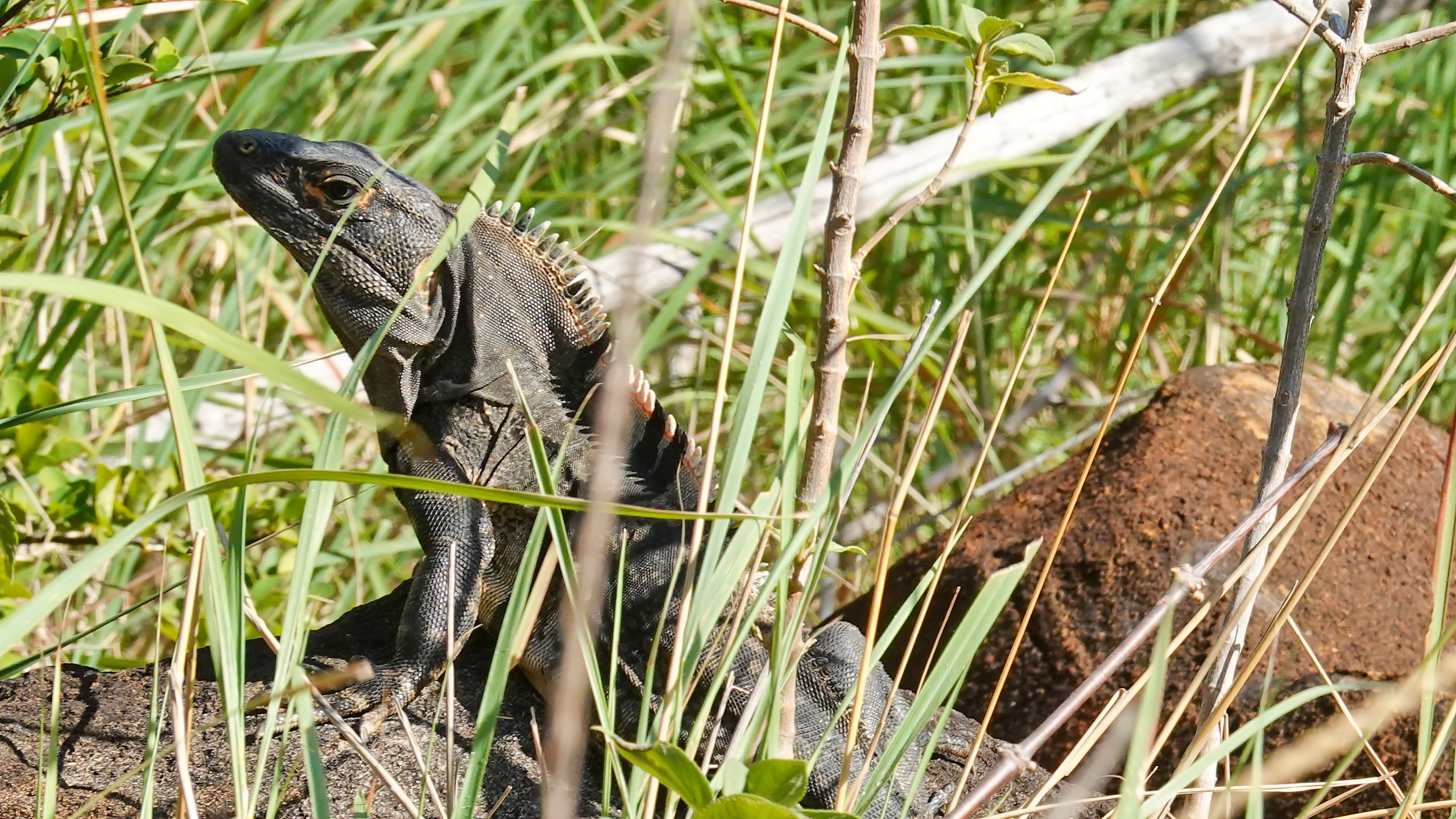 Leguan im Gras